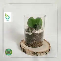 تراریوم قلب