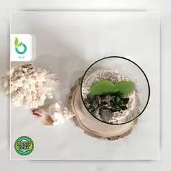 تراریوم قلب