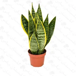 سانسوریا کرواتی ابلق