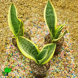 سانسوریا کرواتی ابلق