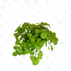 اشرفی (پیچک سوئدی)