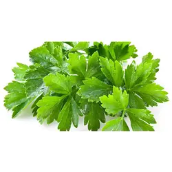 بذر گشنیز