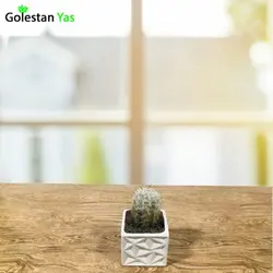 کاکتوس پیر مردی