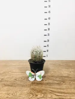 کاکتوس پیر مردی