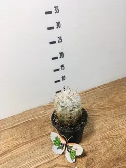 کاکتوس پیر مردی