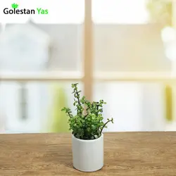 پرپینی سبز (کراسولا خرفه ای)