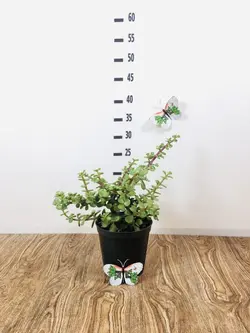 پرپینی سبز (کراسولا خرفه ای)