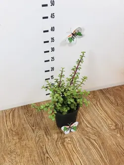 پرپینی سبز (کراسولا خرفه ای)