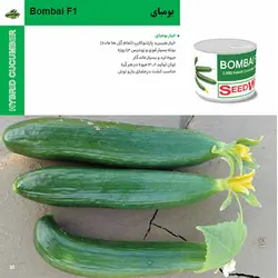 بذر خیار بومبای