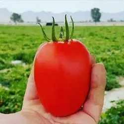 بذر گوجه تیفال Tifal