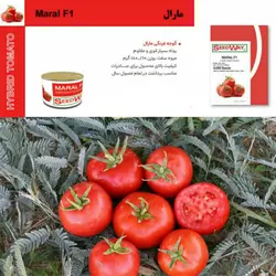 بذر گوجه فرنگی مارال