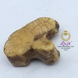 بجول گرگ - خرمهره اصلی - مهره مار اصلی - دندان گرگ اصلی - گالری حاج محمد