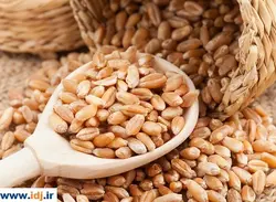 گندم مرغی پاک کرده