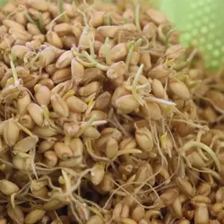 گندم سمنو