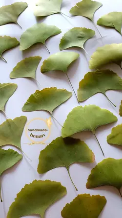 برگ ژینکو سبز