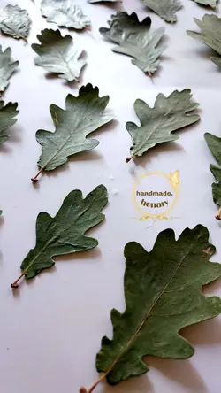 برگ بلوط  سبز