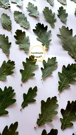 برگ بلوط  سبز