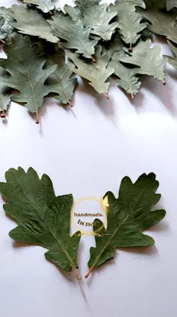 برگ بلوط  سبز