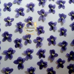 بنفشه کوهی(گل مینیاتوری)