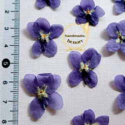 بنفشه کوهی(گل مینیاتوری)