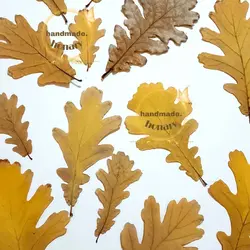 برگ‌ پاییزی بلوط