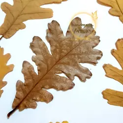 برگ‌ پاییزی بلوط