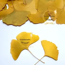 برگ ژینکو زرد