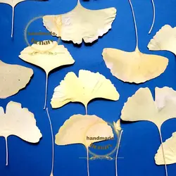 برگ ژینکو زرد