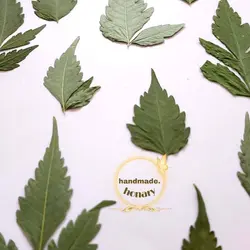 برگ سبز دالبری