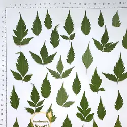 برگ سبز دالبری