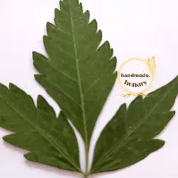 برگ سبز دالبری