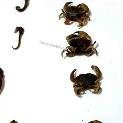 خرچنگ و اسب‌دریایی