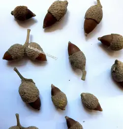 بلوط مینیاتوری