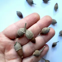 بلوط مینیاتوری