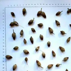 بلوط مینیاتوری