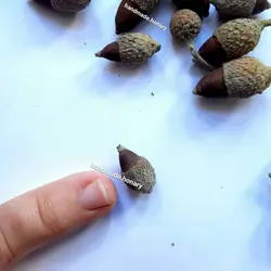 بلوط مینیاتوری