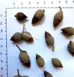 بلوط مینیاتوری