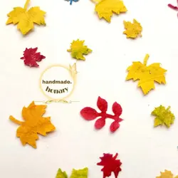 برگ‌های رنگارنگ پاییزی