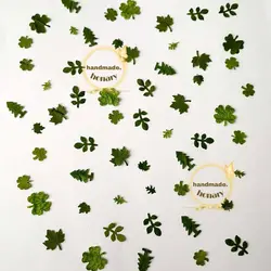 پک مینیاتوری برگ خشک