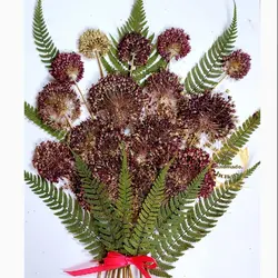 گل موسیر پرس‌شده