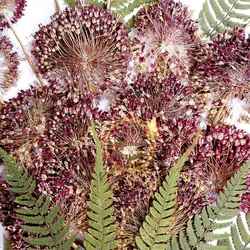 گل موسیر پرس‌شده