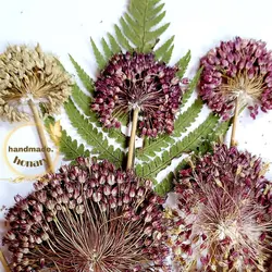 گل موسیر پرس‌شده