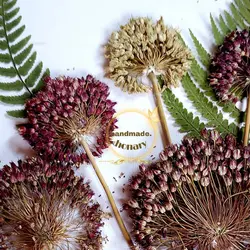 گل موسیر پرس‌شده