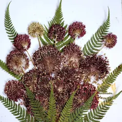 گل موسیر پرس‌شده