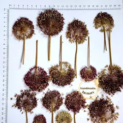 گل موسیر پرس‌شده