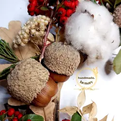 میوه بلوط خشک