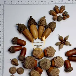 میوه بلوط خشک