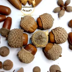 میوه بلوط خشک