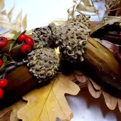 میوه بلوط خشک