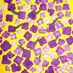 گل هورتانسیا پرسی صورتی